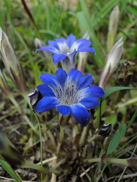 ハルリンドウ　(春竜胆)　リンドウ科 リンドウ属　　2010.05.05 千葉県