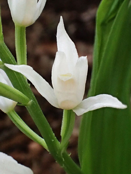 ギンランの花は横向きが多いですが　クゲヌマランは上向きに咲きます