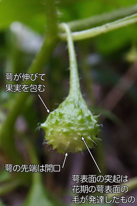 イガホオズキの果実は液果。　萼は果実に接して膨らみ果実を包み込むようになります