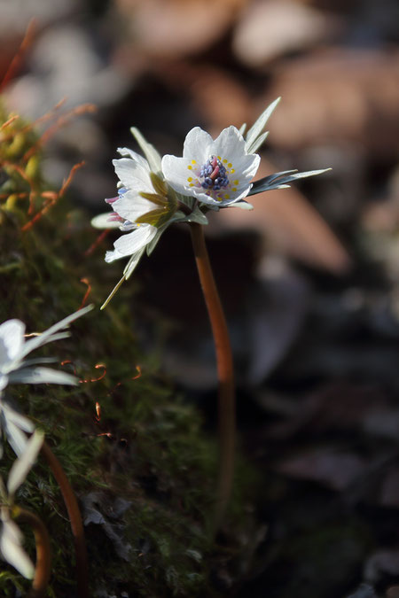 こちらもセツブンソウの2輪咲き。　通常の花よりやや花茎が太い気がする