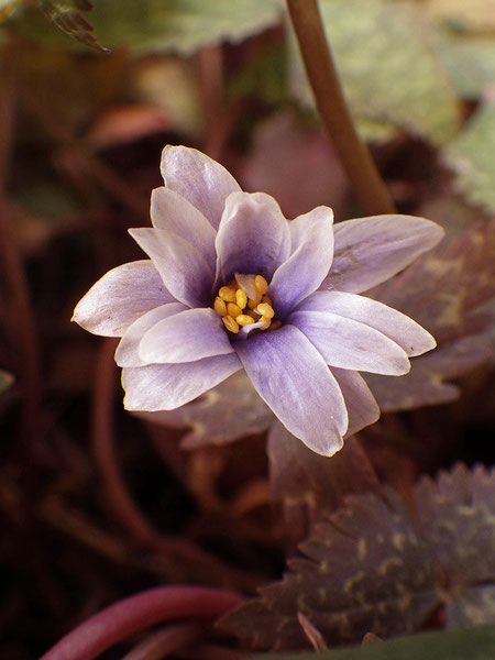 ユキワリイチゲ　　花弁に見えるのは、萼片。花弁はありません