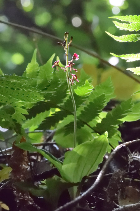 コクラン (黒蘭)　ラン科 クモキリソウ属　開花し始めて間もないようだ