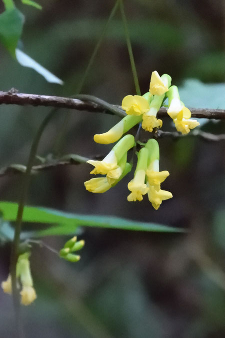 ノササゲの花　　蕾も多くしばらく花を咲かせそう