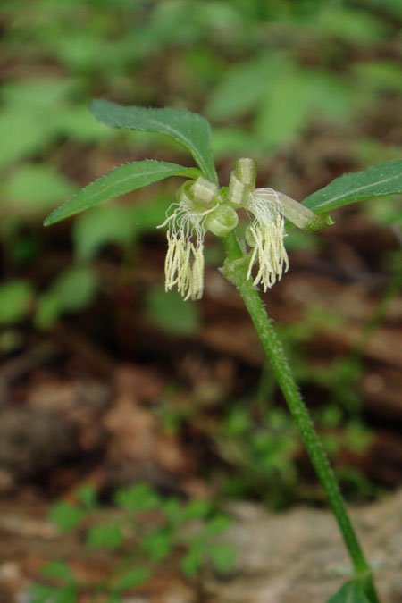 ヤマトグサは風媒花。　花弁はなく、同じ 株に雄花と雌花をつけます