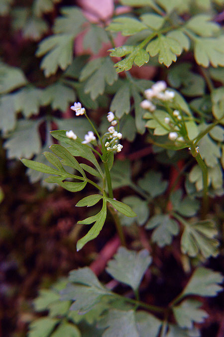 ＃５　茎葉が羽状複葉になることもある　　2009.05.09　山梨県北杜市