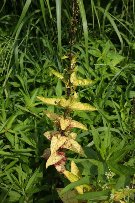 ゴマノハグサ (胡麻の葉草)　　花は完全に終わり、果実になっていた.