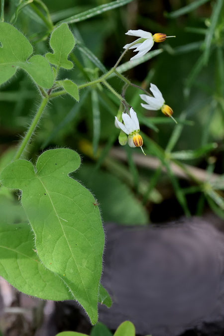 ヒヨドリジョウゴ (鵯上戸)　ナス科 ナス属　　花冠が強く反り返る