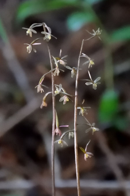 ヒトツボクロの花はやや下向きで、バラバラな方向に向いて咲いていました