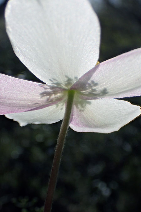 イチリンソウの花を下から。　花弁はなく、白い花弁に見える部分は萼片です
