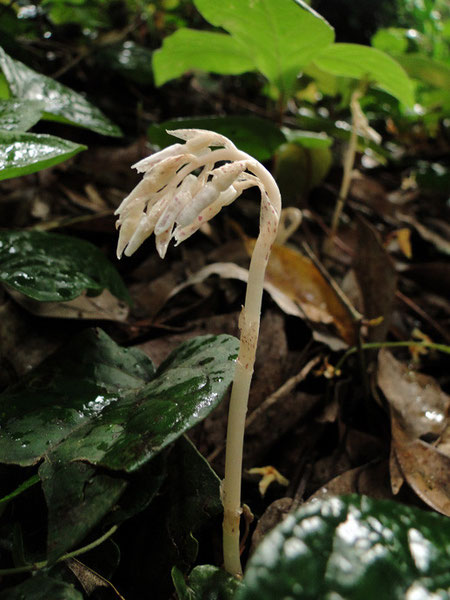 タシロラン　　　　2010.06.26 神奈川県