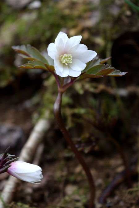 キクザキイチゲ (菊咲一華)　キンポウゲ科 イチリンソウ属