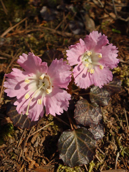 イワウチワ　2007.04.30