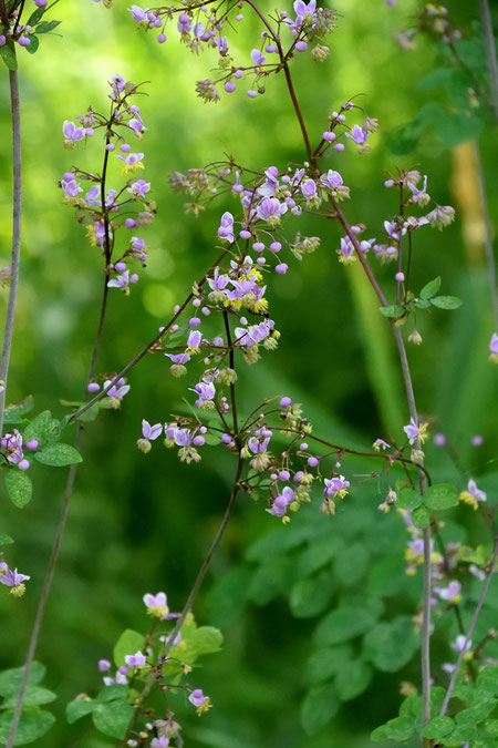 シキンカラマツは、日本に咲くカラマツソウ属の中で、最も色彩豊かな花を咲かせる