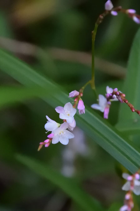 サクラタデ (桜蓼)　タデ科 イヌタデ属　　咲き始め