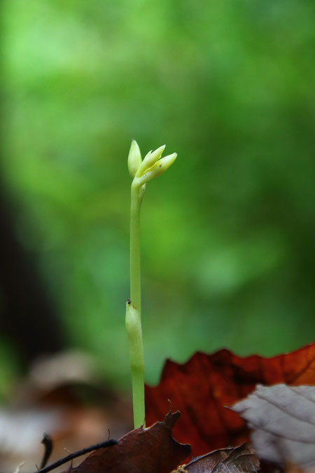 サガミラン　　今年も芽を出してくれた　　2019.06.09　東京都