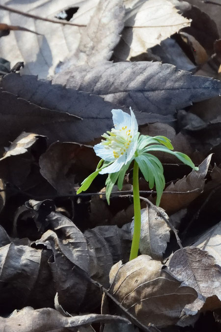 シロバナセツブンソウ　雄しべ・雌しべまで白く、花茎も明るい緑色