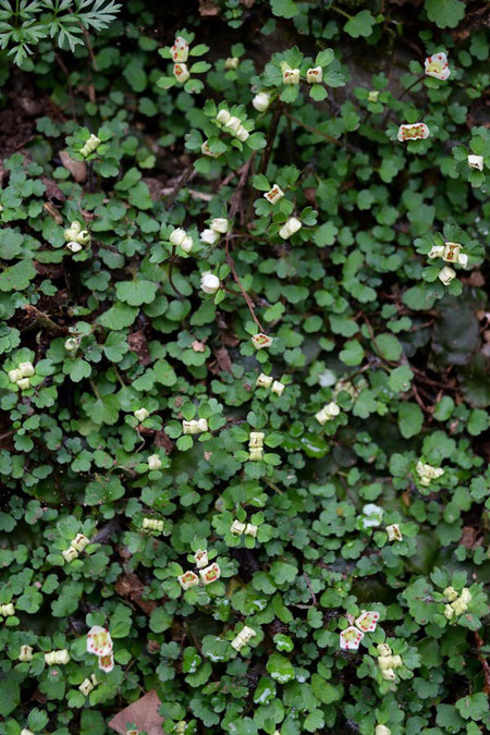 ハナネコノメ　それでもいくつかの花は十分に開花していました