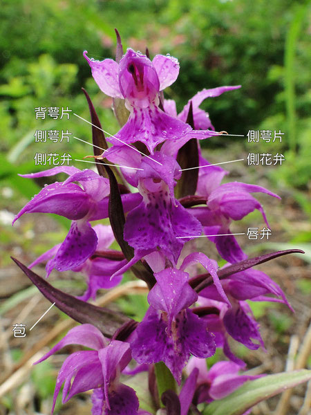 ハクサンチドリの花の構造-1（背萼片、側花弁、側萼片、唇弁）