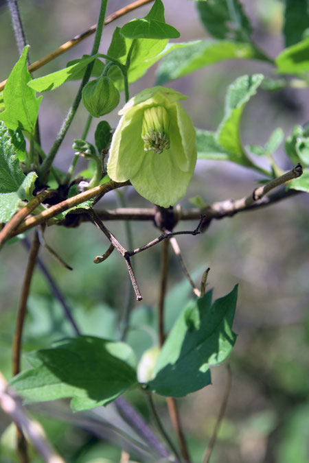 花は下向きなので、高い所のほうが花の内部が見やすい