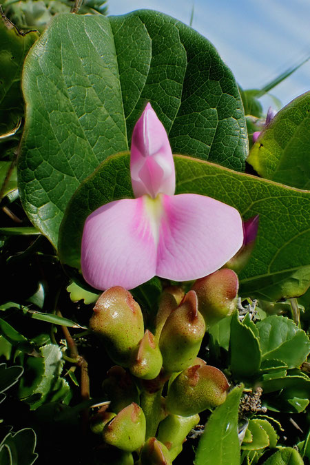 ハマナタマメの花は「モモイロ〜」と名付けたくなるような色合い