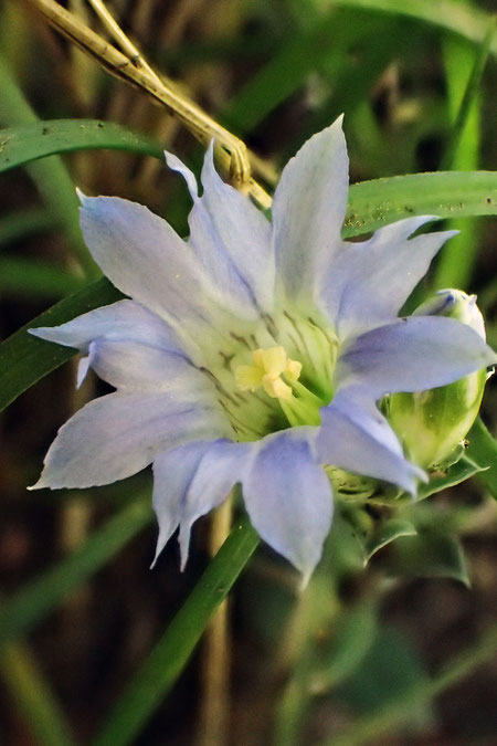 フデリンドウ　上と同じ花。　副花冠の切れ込みが深いように思える