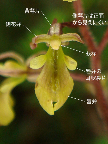 ミヤマフタバランの花の構造（背萼片、側花弁、唇弁、蕊柱）