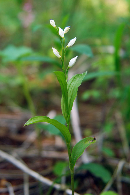 ＃１１　クゲヌマラン　2009.06.13　長野県上田市　alt=1300m