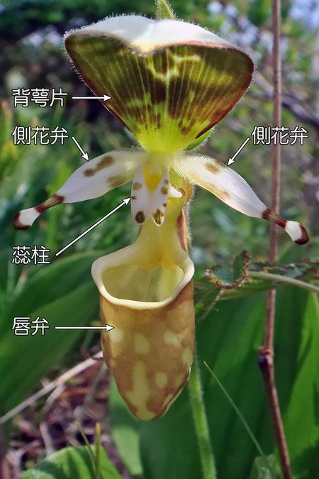 ＃４　キバナノアツモリソウの花の構造−花の正面（背萼片、側花弁、唇弁、蕊柱）