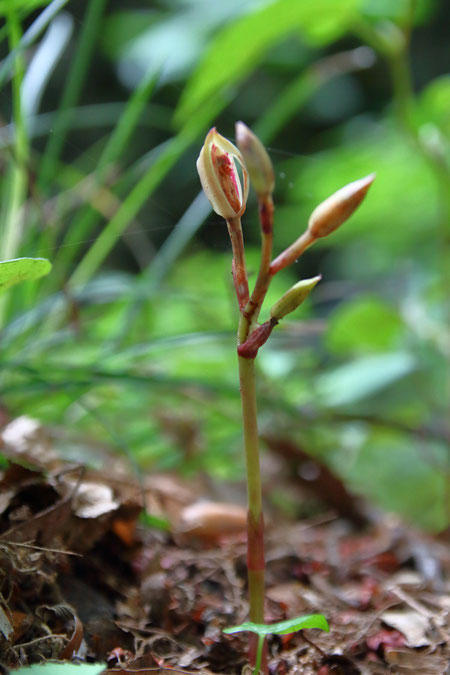 マヤラン　この花が2番花になるかもしれないね