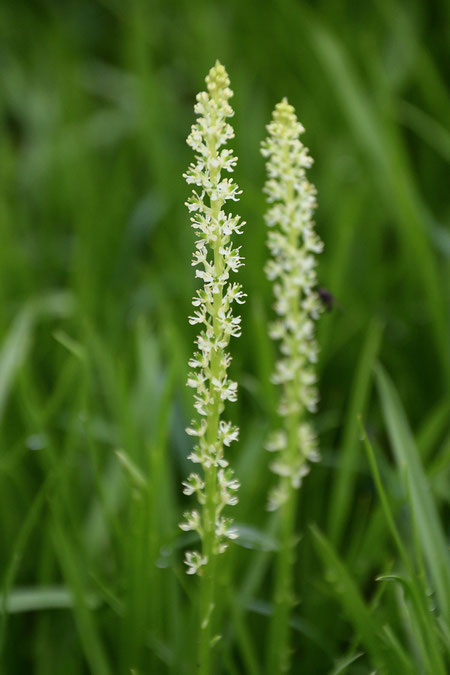 オゼソウの花序は長さ3〜8cm。　小さな花が20〜40個つきます