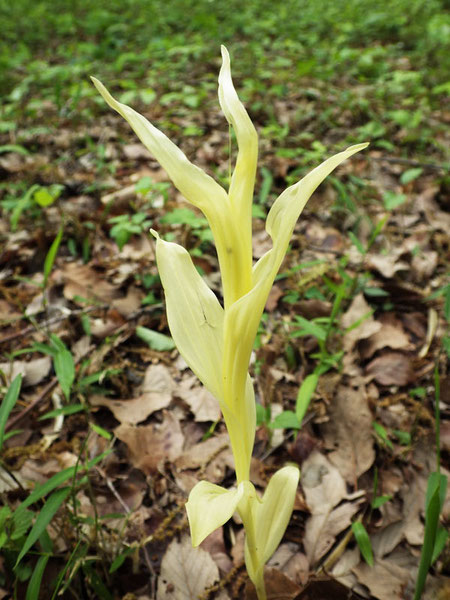 アルビノのキンラン　　もし花をつけたらぜひとも見たい！