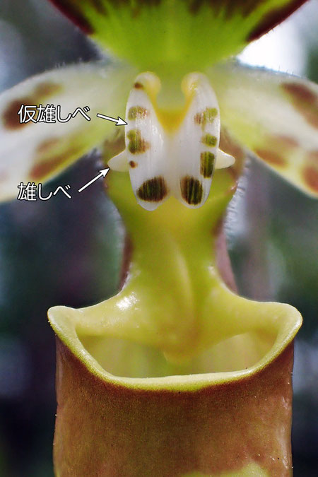 ＃９　キバナノアツモリソウの蕊柱−正面から（仮雄しべ、雄しべ）