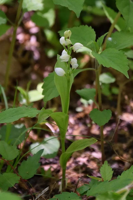 ギンラン (銀蘭)　ラン科 キンラン属　　右上の花に特徴的な距が見える