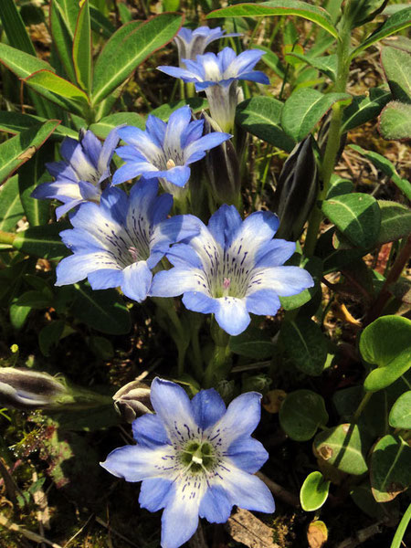 ハルリンドウ　(春竜胆)　リンドウ科 リンドウ属　　2010.05.05 千葉県