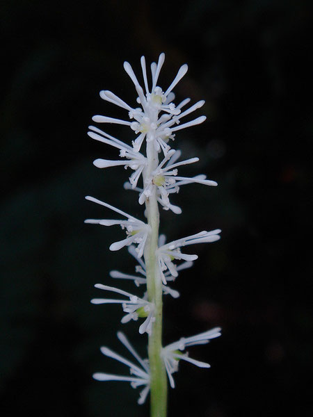 　アズマシライトソウの花序（上部）