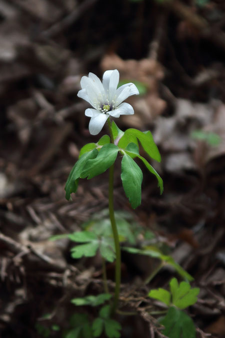 アズマイチゲ　(東一華)　キンポウゲ科 イチリンソウ属　花糸の基部が帯紫色