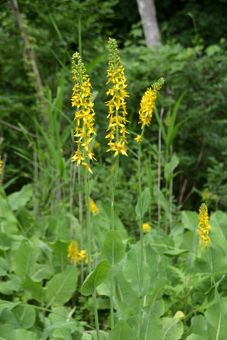 ヤマタバコの花序は長さ約30cm　舌状花はふつう3個