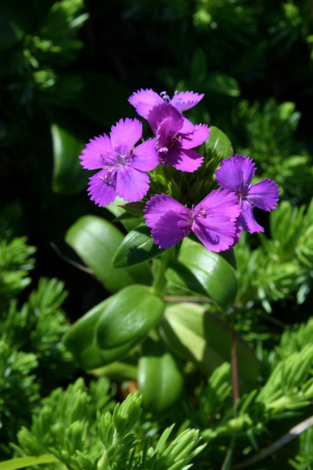 ハマナデシコの花弁の縁は、カワラナデシコのように深く切れ込むことはありません