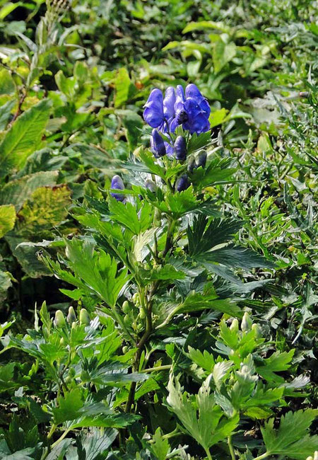 イブキトリカブト　(伊吹鳥兜)　キンポウゲ科 トリカブト属　　2010.08.29 岐阜県伊吹山