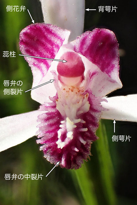 トキソウの花の構造（背萼片、側花弁、側萼片、唇弁、蕊柱）