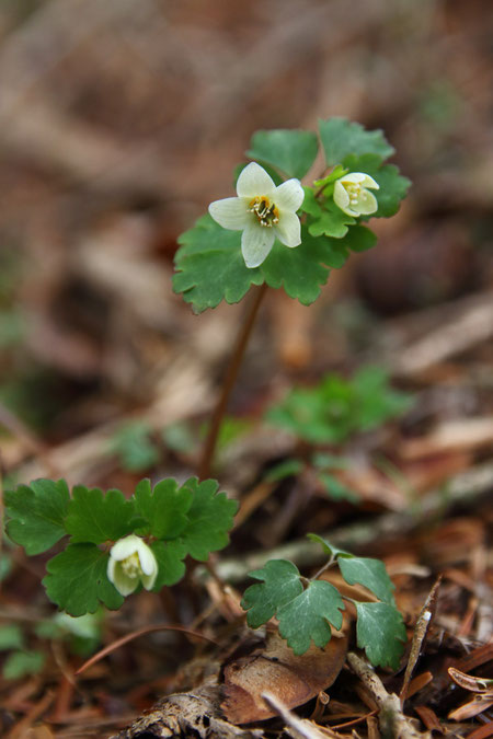 変わり者のトウゴクサバノオの花は、いくつか見つかりました。