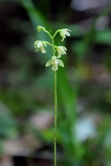 ハコネラン　　神奈川県の箱根山で発見されたことが名の由来