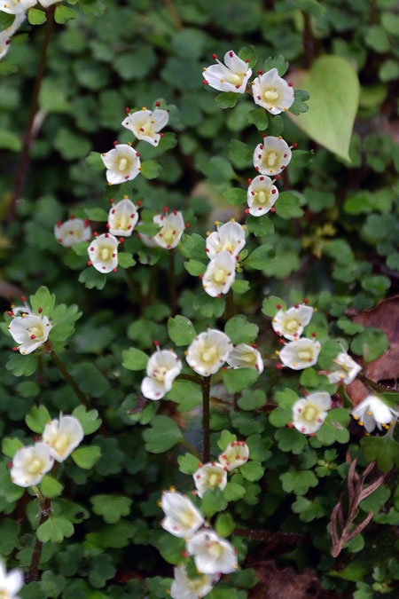 姿勢を低くして顔を近づけないと、ハナネコノメの花の魅力はわからない