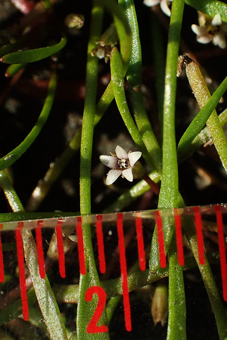 キタミソウの花の直径は2mmほど。　花はしゃがみこんで探さないと見つからない