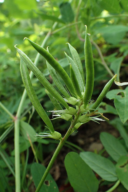 モメンヅルの豆果は直立し長さ3.5〜4.5cm　意外と大きくて驚いた