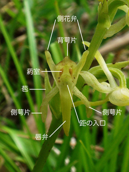 ヤマサギソウの花の正面　各部の名称