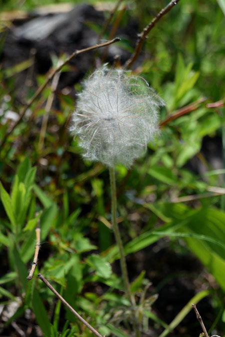 オキナグサの果実　　たくさんの花柱が伸びて、白い毛が開出します