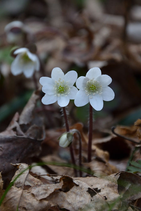 ここの花は萼片が白色だと葯も白色か白色に近いことが非常に多い。　個体差が少ない