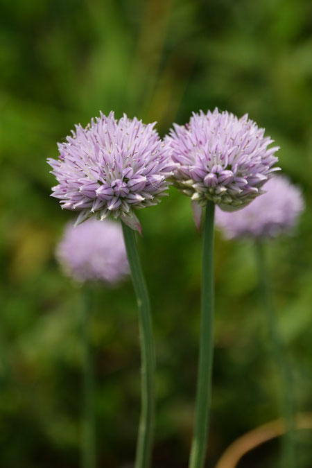 アサツキの花