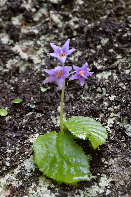 ケイワタバコ (毛岩煙草)　イワタバコ科 イワタバコ属　　残り花